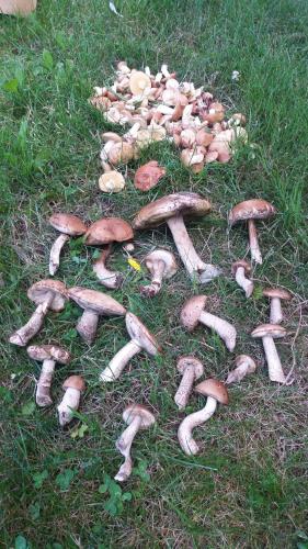 Gambar di galeri bagi Siedlisko Garbatówka na wyłączność di Cyców