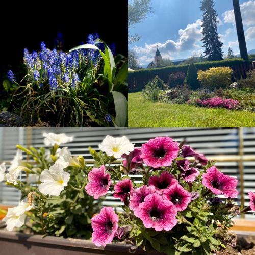 two pictures of flowers in a garden at Penzion U Rodinky in Bělá pod Pradědem