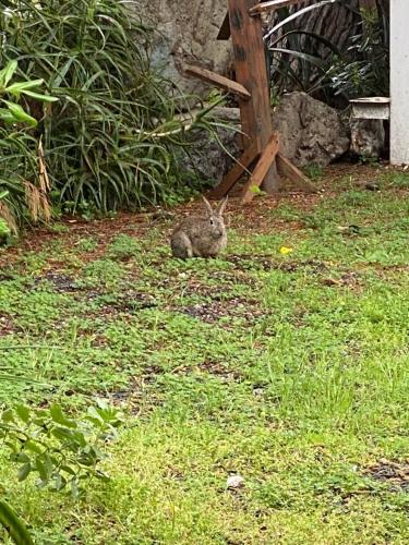 キャンプ場の敷地内または近くにいる動物
