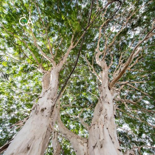 two tall trees with their trunks at Hotel Canto das Águas - Roteiro de Charme in Lençóis