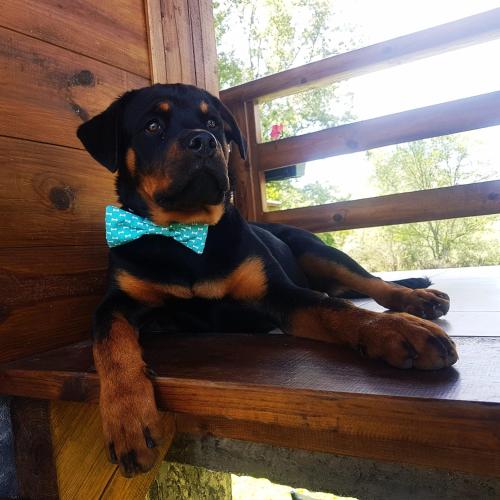 a dog wearing a bow tie sitting on a bench at Drinska laguna in Banja Koviljača