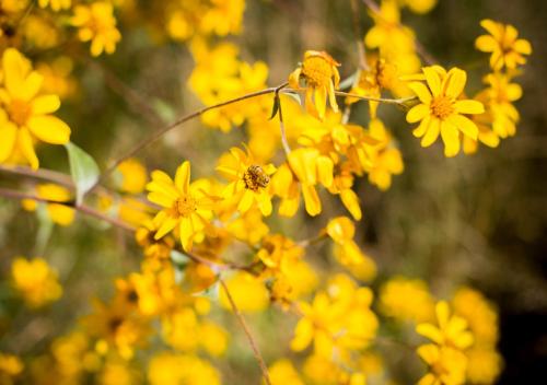 a bunch of yellow flowers with a bee on it at Casa Estrella de la Valenciana Hotel Boutique in Guanajuato