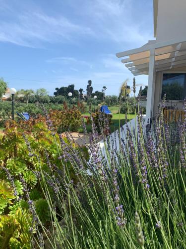 Villa Tra Mare e Ulivi – Photos 2
