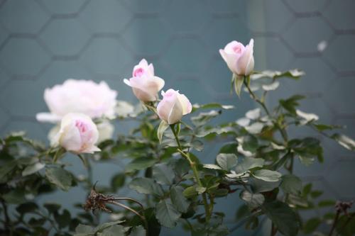 a bunch of pink roses on a plant at Sabo’s On Severn in Fletcher