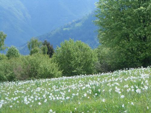 a field of white flowers in a field at Agriturismo La Casa Nei Boschi in Colderù