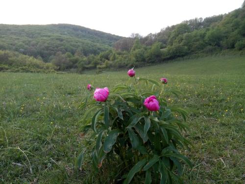 Ảnh trong thư viện ảnh của Mackólak Vendégház és Ökoporta ở Hosszúhétény-Szőlőhegy