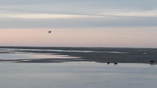 a bird flying in the sky over the water at Vue exceptionnelle sur la Baie de Somme in Saint-Valery-sur-Somme
