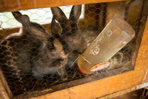a kangaroo in a cage with a plastic bottle at Salaterhof Embach in Lend