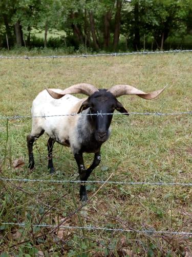 別荘の敷地内または近くにいる動物