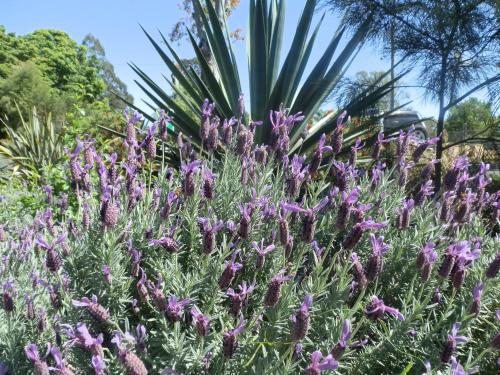 a bunch of purple flowers in front of a palm tree at PepperTree Cabins, Kingaroy in Kingaroy