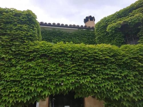 a building covered in green bushes next to a building at Hotel La Posada de Lalola in Buera