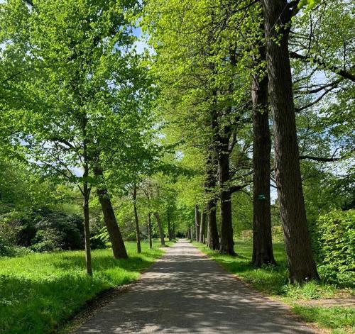 a road in a park with trees on either side at Eco Hotel Plantage Rococo in Velsen-Zuid