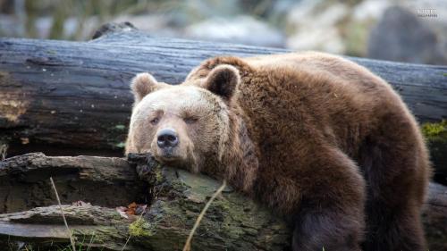 a large brown bear standing next to a log at Lazy Bear in Plitvička Jezera