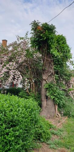 a tree covered in plants on the side of a hill at Dobó Tanya in Röszke