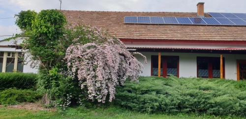 a flowering tree in front of a house with a solar roof at Dobó Tanya in Röszke