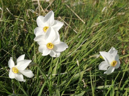 a group of white flowers in the grass at Via Funicolare in Brunate