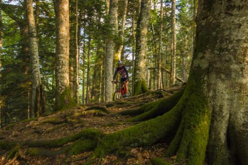 a person riding a bike in the woods at Rafting Tara Camp Highlander in Bastasi