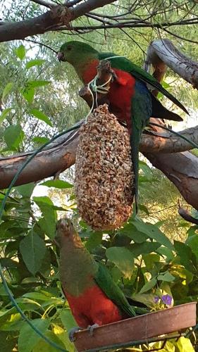 two birds perched on top of a bird feeder on a tree at Astley Cottage in Daylesford