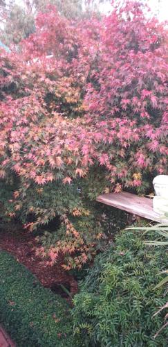 a bush with pink flowers next to a wooden bench at Astley Cottage in Daylesford