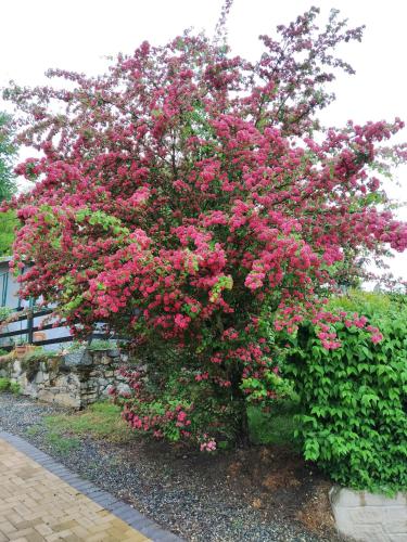 a large bush of pink flowers in a yard at Campeggio Haway in Viverone