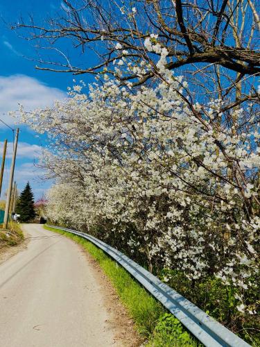 a tree with white flowers on the side of a road at B&B Nido Sui Laghi in San Donnino della Nizzola