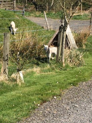 two sheep standing in the grass next to a fence at Bower Pods in Bowermadden
