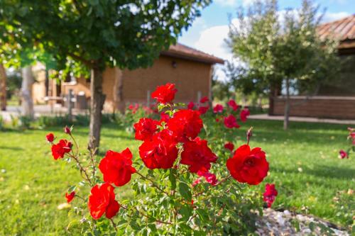 a bunch of red flowers in a yard at El BURGO DE OSMA ALOJAMIENTO RURAL VILLA BAGH in El Burgo de Osma