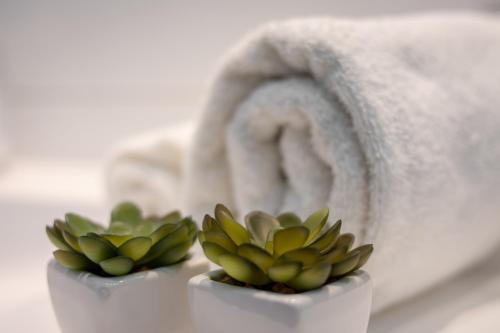 dwie małe soczyste rośliny w białym pojemniku z ręcznikiem w obiekcie Apartamenty AP 12 w mieście Częstochowa