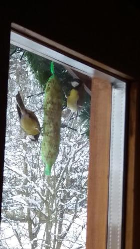アパートメントの敷地内または近くにいる動物