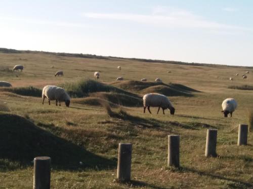 a herd of sheep grazing in a field at Maison de La Beslière meublé de tourisme 2 étoiles in Folligny