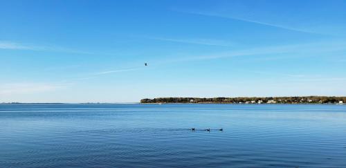 three ducks swimming in a large body of water at Ocean View Terrace in Hampton Bays