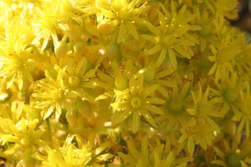 a bunch of yellow flowers on a plant at La Almendra y El Gitano in Agua Amarga