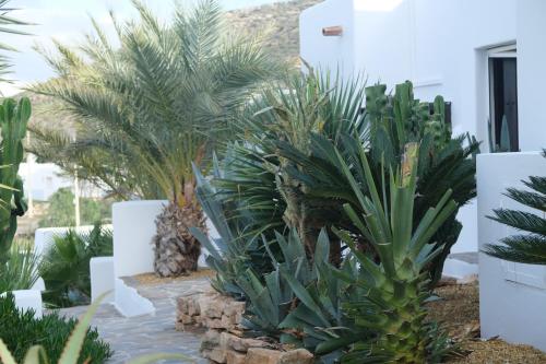 a bunch of palm trees in a garden at La Almendra y El Gitano in Agua Amarga