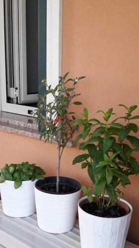 ミラッツォにあるcasa Eugeniaの窓辺に三本の鉢植えが座っている
