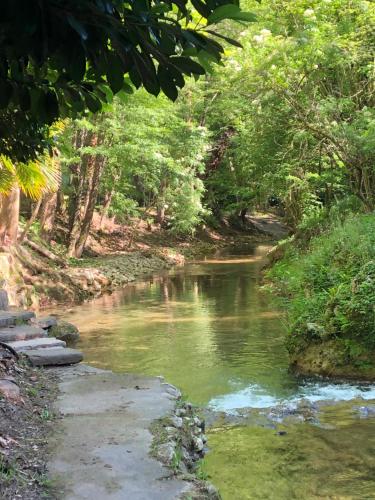a river with green water and trees on the side at Càmping Molí de Vilamala in Les Planes d'Hostoles