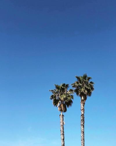two palm trees against a blue sky at The M Malibu in Malibu