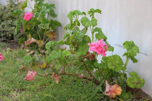 a plant with pink flowers next to a wall at Villa JULIENNE - Chalet de charme - la plaine des cafres in La Plaine des Cafres