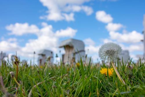 a dandelion in the grass with a building in the background at Hotel Norden Norddeich in Norddeich