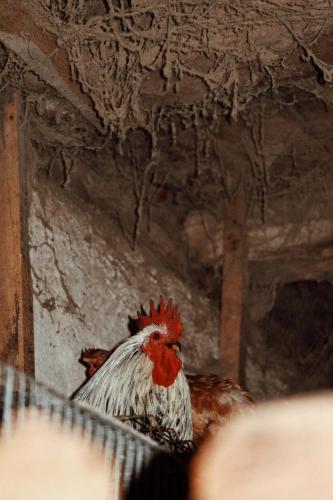 a chicken with a red head sitting on a table at Kačara Vodeničko brdo in Pranjani