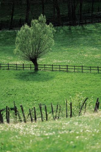 a tree in a field next to a fence at Kačara Vodeničko brdo in Pranjani