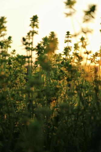 a blurry picture of a field of plants at Kačara Vodeničko brdo in Pranjani