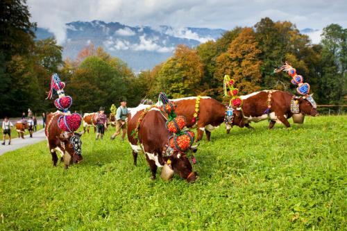 a group of cows wearing decorations on a field at Hotel Hindenburglinde in Ramsau