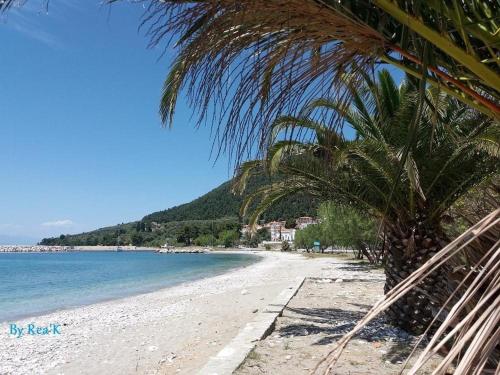 a beach with a palm tree and the ocean at SK studios & apartments in Neo Klima