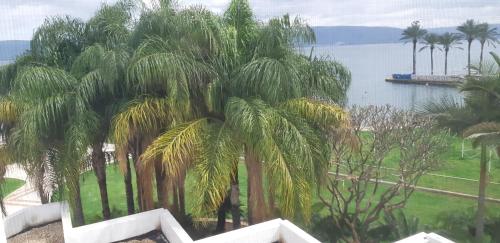a group of palm trees next to a body of water at Gai Beach Hotel in Tiberias
