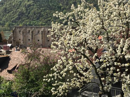a tree with white flowers in front of a building at Pension Altes Rathaus in Dürnstein