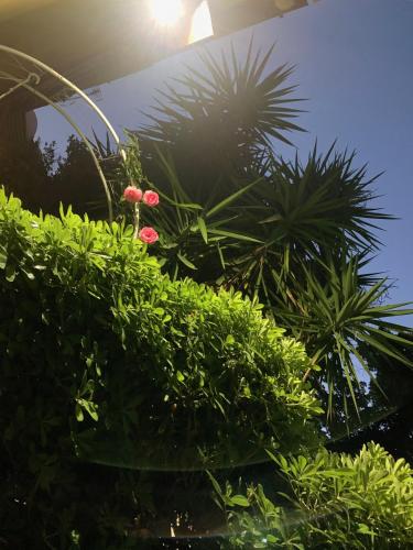 a group of plants with the sun in the background at B&B L'Orologio in Signa