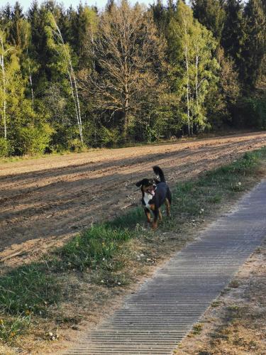 a dog running down a dirt road at Woferlhof, Ferienhof Boxhorn in Böbrach
