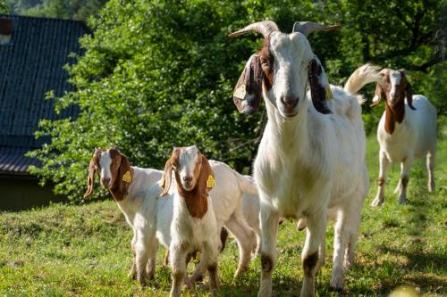 a group of goats running in a field at Glamping Gozdna Jasa in Bovec
