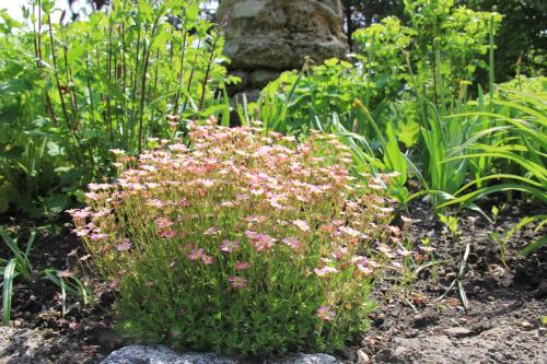 a bunch of pink flowers in a garden at Villa Zollhaus Bed & Breakfast in Türkheim