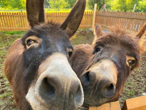 a close up of a donkey looking at the camera at Wastlbauer in Mattsee